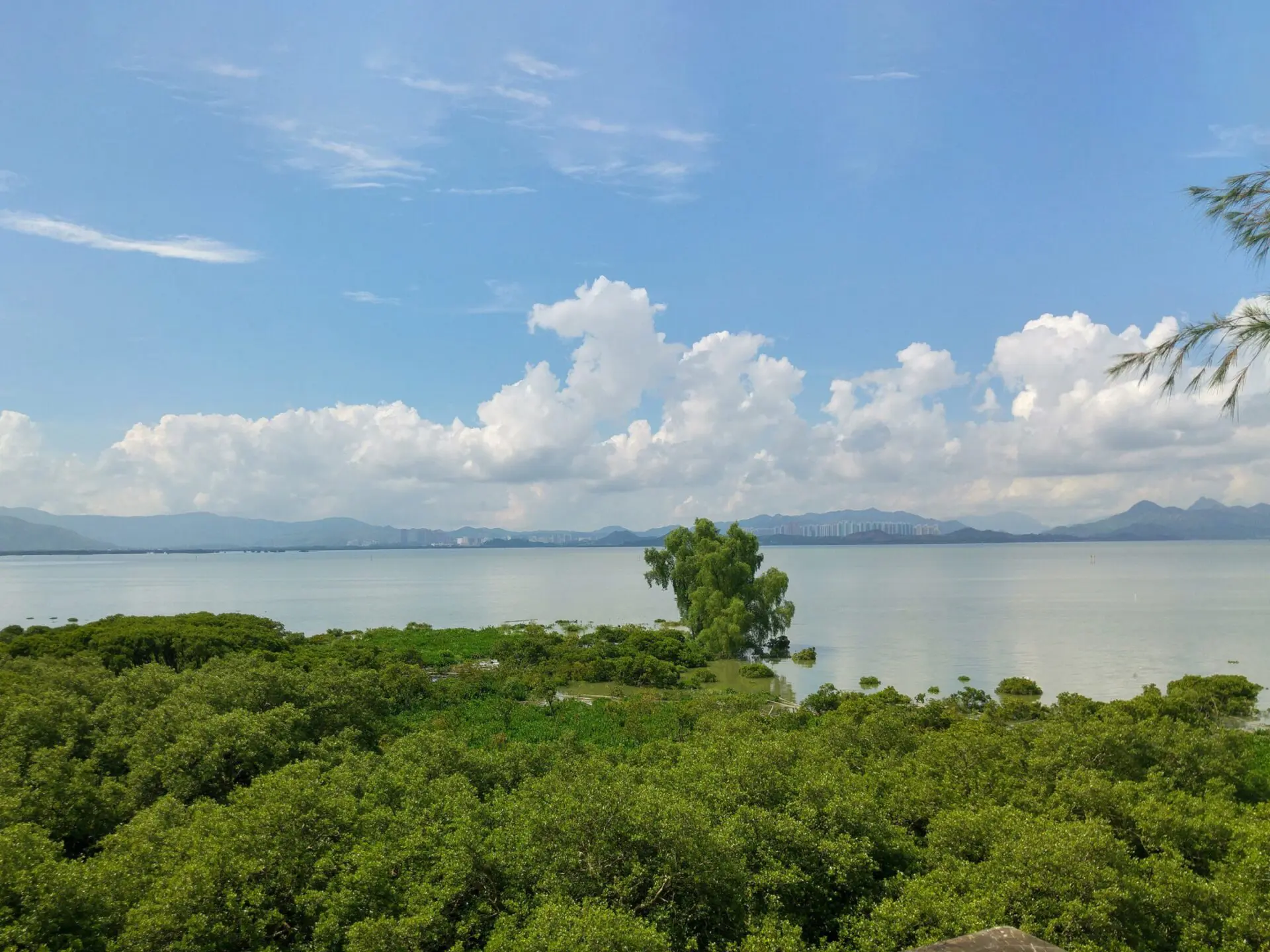 HKMU collaborates with major Shenzhen institutions to establish the Greater Bay Area Mangrove Wetland Research and Development Centre