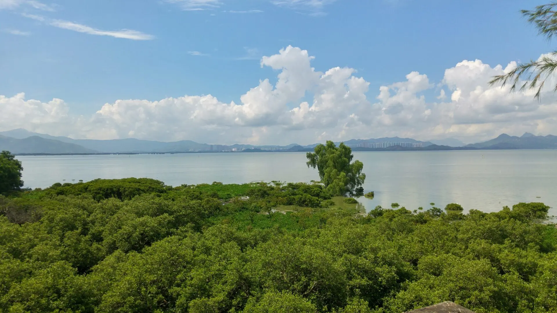 都會大學與深圳兩大機構合作 建立大灣區紅樹林濕地研發中心