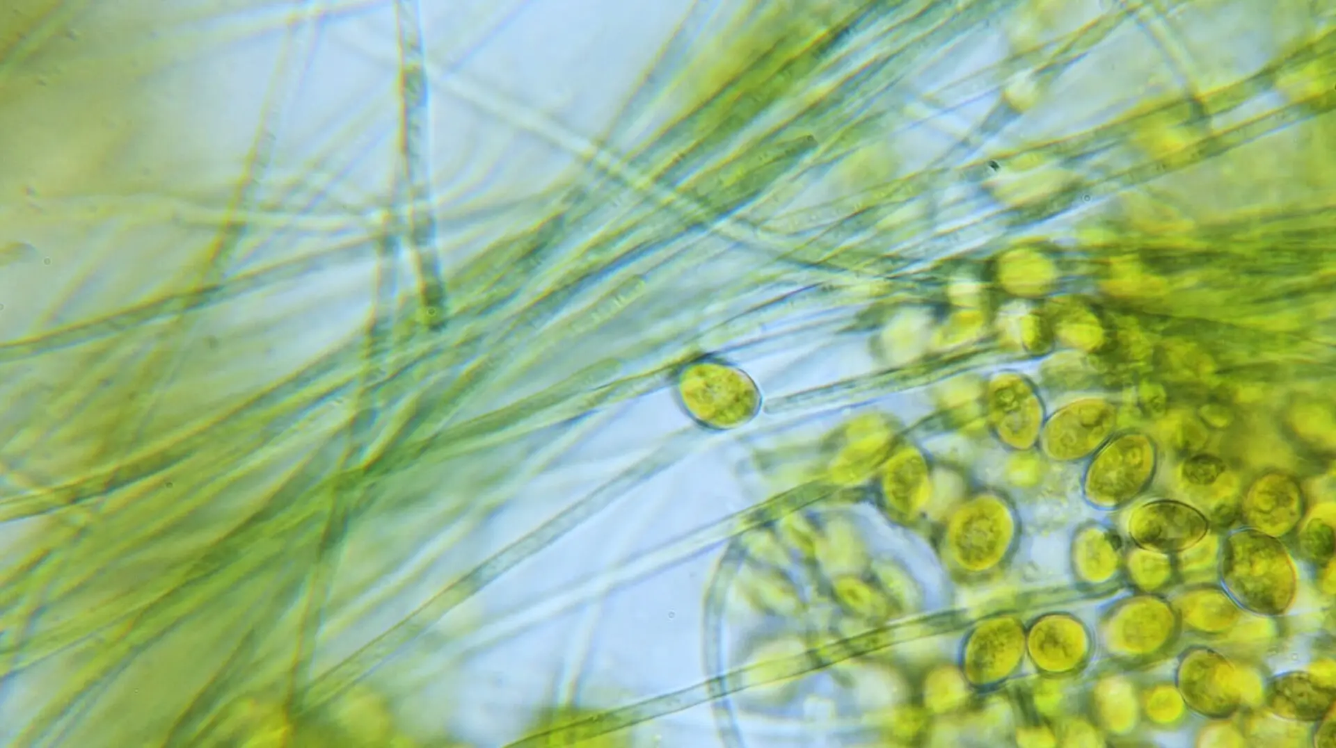HKMU sets up MARS to further microalgae research in the Greater Bay Area and Southeast Asia